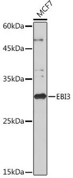 EBI3 Antibody in Western Blot (WB)