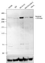 Versican Antibody