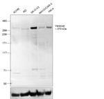Versican Antibody in Western Blot (WB)