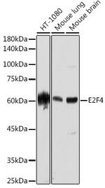 E2F4 Recombinant Rabbit Monoclonal Antibody (3O6Y9)