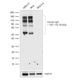 Human IgG Antibody