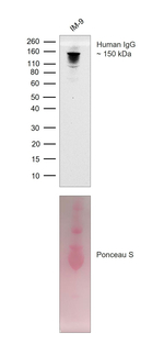 Human IgG Antibody in Western Blot (WB)