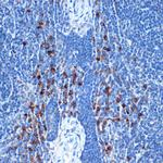 NAIP Antibody in Immunohistochemistry (Paraffin) (IHC (P))