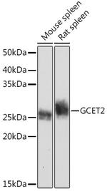 GCSAM Recombinant Rabbit Monoclonal Antibody (7D1A5)