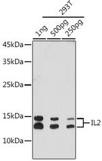 IL-2 Antibody in Western Blot (WB)