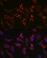 BAX Recombinant Rabbit Monoclonal Antibody (2F7I0)