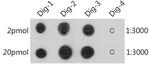 Digoxin Antibody in Dot Blot (DB)