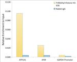 H3K36me3 Antibody in ChIP Assay (ChIP)