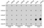 H3K36me3 Antibody in Dot Blot (DB)