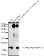 H3K36me3 Antibody in Immunoprecipitation (IP)