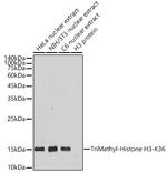 H3K36me3 Recombinant Rabbit Monoclonal Antibody (7W5T2)
