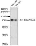 NR1D1 Recombinant Rabbit Monoclonal Antibody (9I2H1)