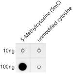 5-Methylcytosine Recombinant Rabbit Monoclonal Antibody (10S5V10)