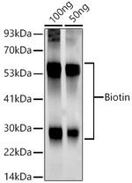 Biotin Recombinant Rabbit Monoclonal Antibody (7H10R8)