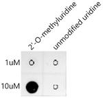 2'-O-Methyluridine Recombinant Rabbit Monoclonal Antibody (9W6E2)