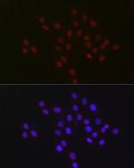 USP39 Antibody in Immunocytochemistry (ICC/IF)