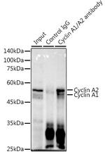 Cyclin A1/A2 Antibody in Immunoprecipitation (IP)