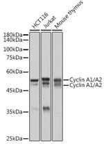 Cyclin A1/A2 Recombinant Rabbit Monoclonal Antibody (10O1C8)