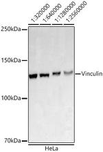 Vinculin Antibody in Western Blot (WB)