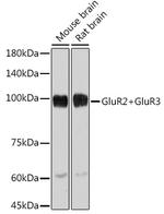 GluR2/GluR3 Recombinant Rabbit Monoclonal Antibody (4K7G5)