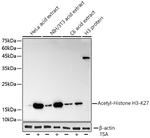 H3K27ac Antibody in Western Blot (WB)