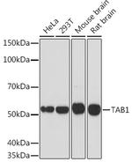 TAB1 Antibody in Western Blot (WB)
