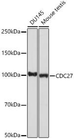 CDC27 Recombinant Rabbit Monoclonal Antibody (7U5A3)