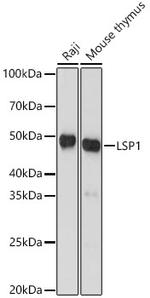 LSP1 Antibody in Western Blot (WB)