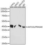 PRAS40 Recombinant Rabbit Monoclonal Antibody (2Y8Y3)