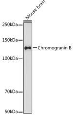 Chromogranin B Antibody in Western Blot (WB)