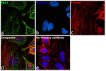 YBX1 Recombinant Rabbit Monoclonal Antibody (9J7M4)