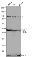YBX1 Antibody in Western Blot (WB)