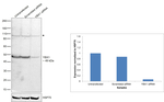 YBX1 Antibody in Western Blot (WB)