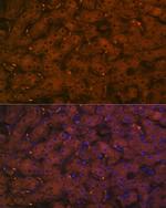 Complement C4a Recombinant Rabbit Monoclonal Antibody (4C3F2)