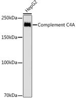 Complement C4a Antibody in Western Blot (WB)