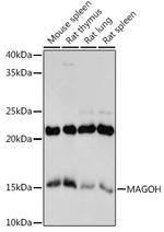 MAGOH Recombinant Rabbit Monoclonal Antibody (3J7K2)