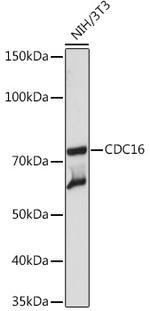 APC6 Antibody in Western Blot (WB)