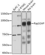 RAP1GAP Antibody in Western Blot (WB)