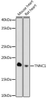 Cardiac Troponin C Recombinant Rabbit Monoclonal Antibody (8Z4V9)