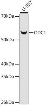 ODC1 Recombinant Rabbit Monoclonal Antibody (5R7V10)