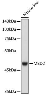 MBD2 Recombinant Rabbit Monoclonal Antibody (4D4D5)