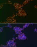 CD3g Recombinant Rabbit Monoclonal Antibody (7J2L5)