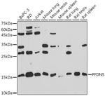 PFDN5 Antibody in Western Blot (WB)