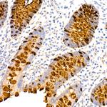 TFF3 Antibody in Immunohistochemistry (Paraffin) (IHC (P))
