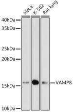 VAMP8 Antibody in Western Blot (WB)
