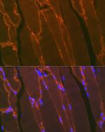 Dystrophin Recombinant Rabbit Monoclonal Antibody (10G10K7)