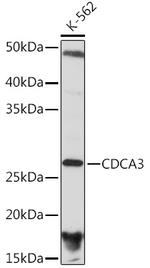 CDCA3 Antibody in Western Blot (WB)