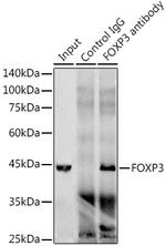 FOXP3 Antibody in Immunoprecipitation (IP)