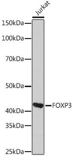 FOXP3 Antibody in Western Blot (WB)