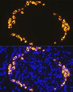 GLP-1 Antibody in Immunocytochemistry (ICC/IF)